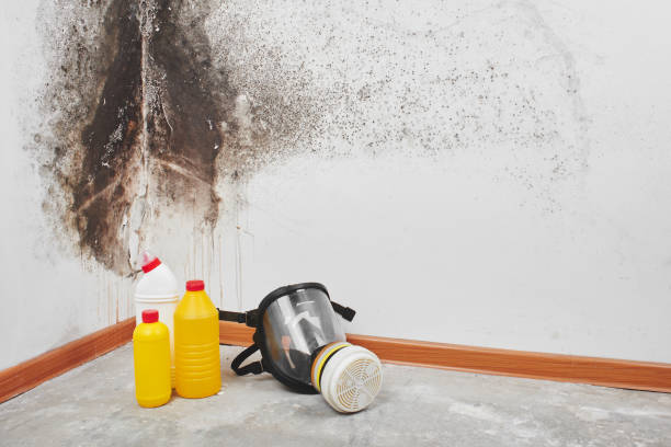Best Mold Damage Repair  in Port Allegany, PA