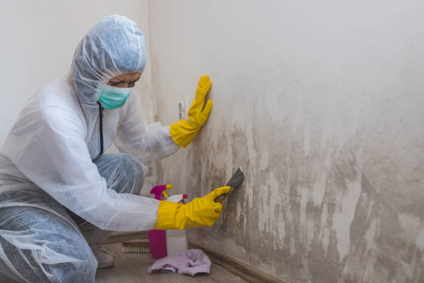 Professional Mold Removal in Port Allegany, PA