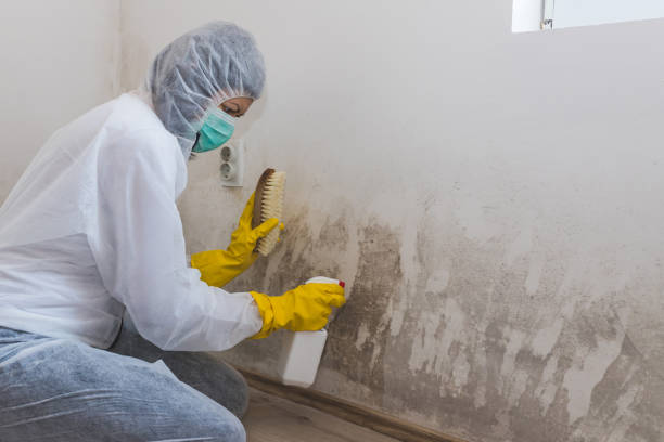 Best Commercial Mold Removal  in Port Allegany, PA
