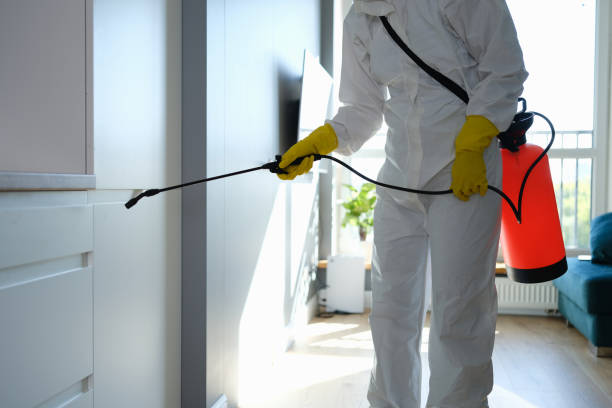 Best Black Mold Removal  in Port Allegany, PA