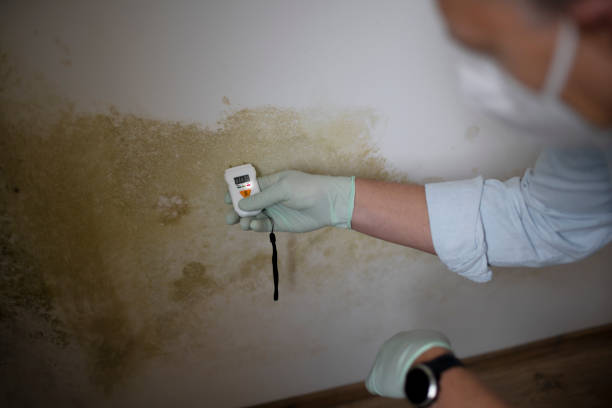 Best Mold Remediation  in Port Allegany, PA