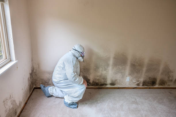 Best Mold Testing and Removal  in Port Allegany, PA