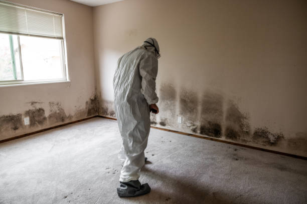Best Office Mold Removal Services  in Port Allegany, PA