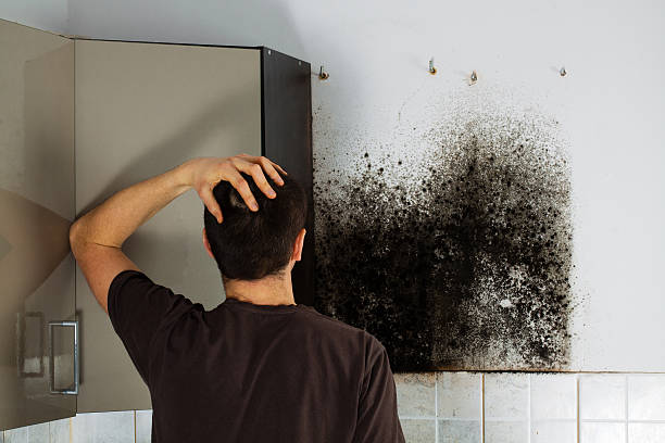 Best Mold Removal Near Me  in Port Allegany, PA