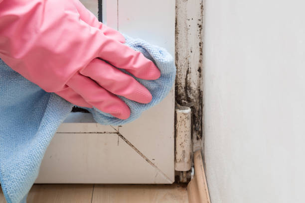 Best Crawl Space Mold Removal  in Port Allegany, PA